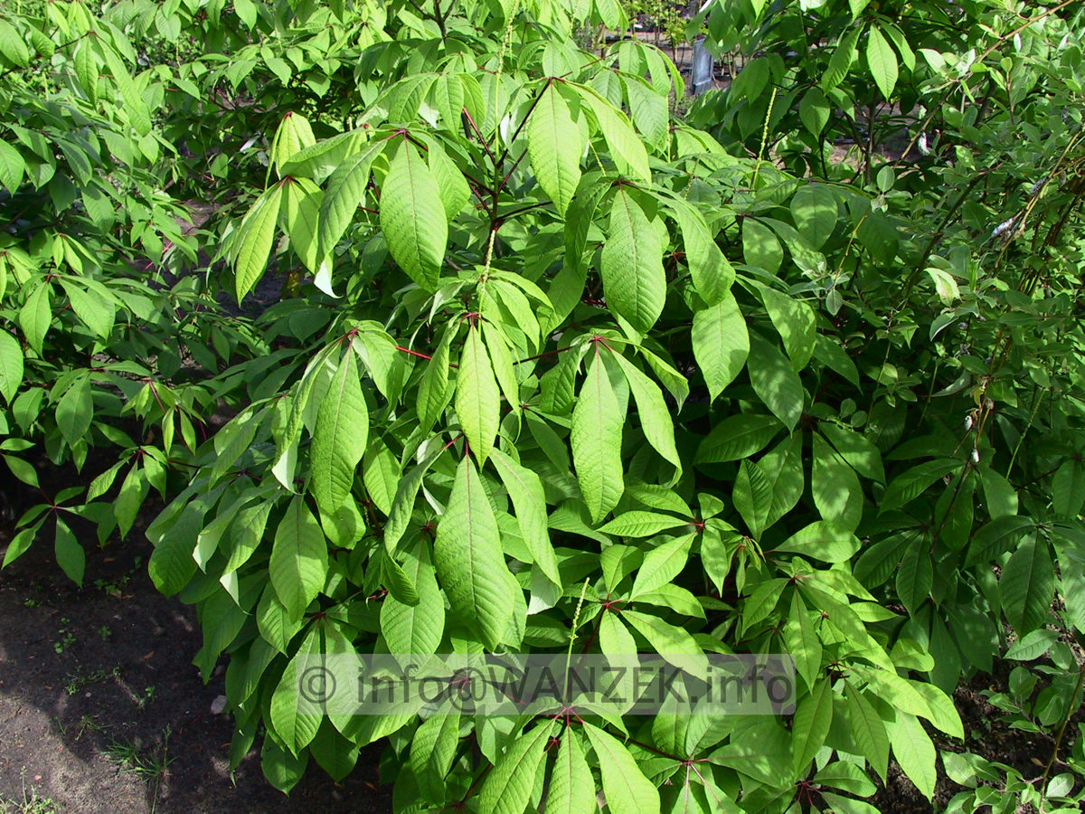 Aesculus parviflora Sol Co.jpg